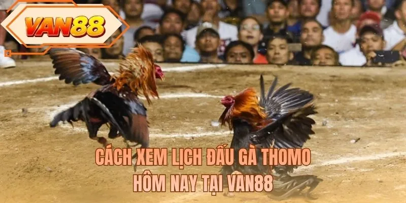 Cách xem lịch đấu gà Thomo hôm nay tại VAN88