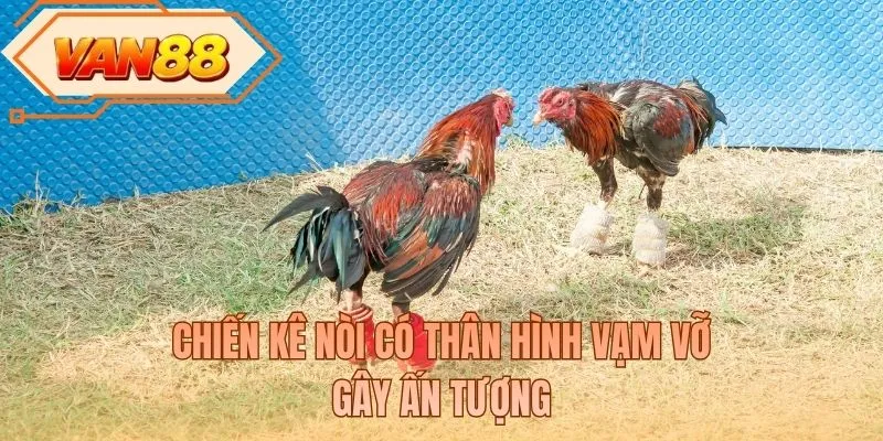 Chiến kê nòi có thân hình vạm vỡ gây ấn tượng