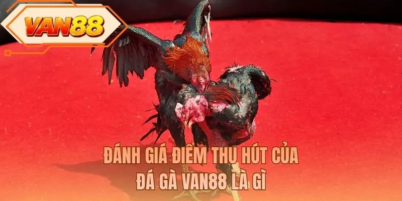 Đánh giá điểm thu hút của đá gà VAN88 là gì