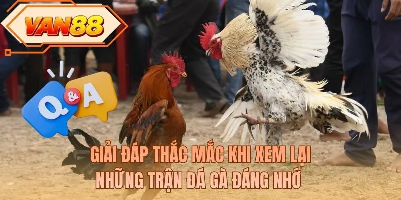 Giải đáp thắc mắc khi xem lại những trận đá gà đáng nhớ