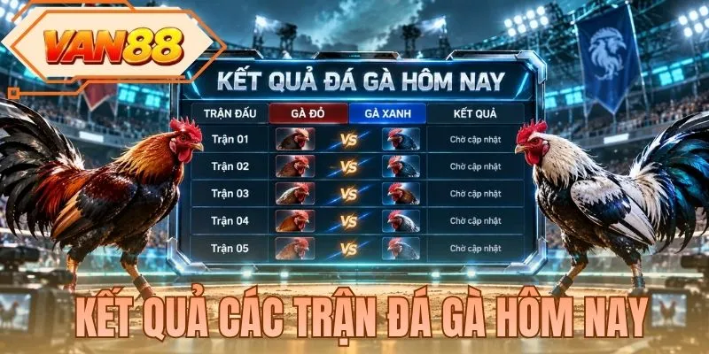Kết Quả Các Trận Đá Gà Hôm Nay - Tổng Hợp Tại VAN88