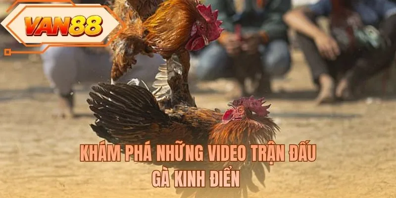 Khám phá những video trận đấu gà kinh điển