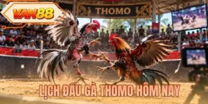 Lịch đấu gà Thomo hôm nay