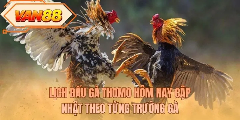 Lịch đấu gà Thomo hôm nay cập nhật theo từng trường gà
