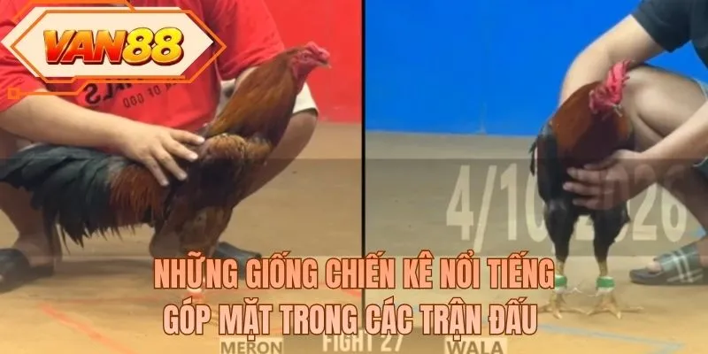 Những giống chiến kê nổi tiếng góp mặt trong các trận đấu