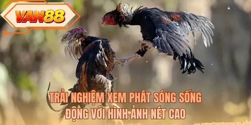 Trải nghiệm xem phát sóng sống động với hình ảnh nét cao