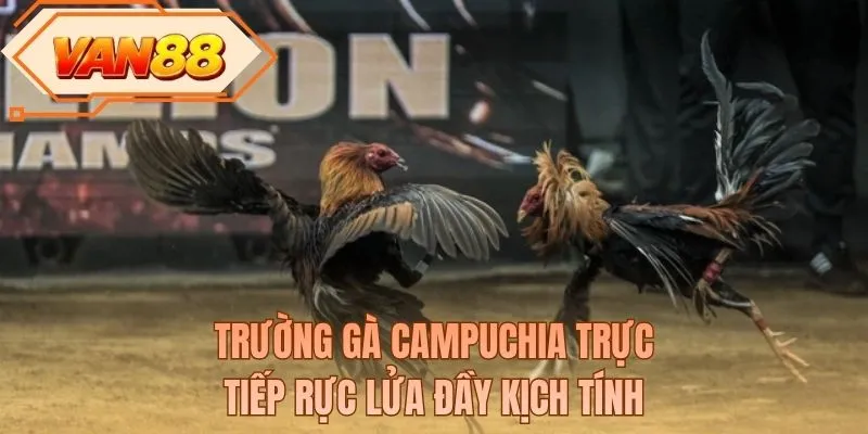 Trường gà campuchia trực tiếp rực lửa đầy kịch tính