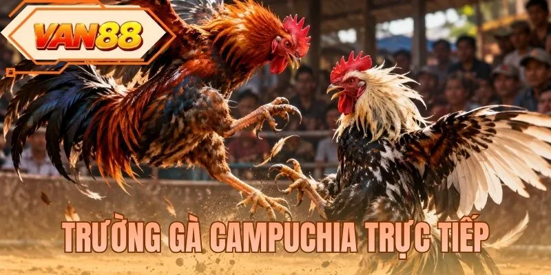 Trường Gà Campuchia Trực Tiếp Đấu Trường Kê Chiến Kịch Tích