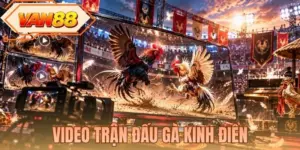 Video Trận Đấu Gà Kinh Điển - Những Màn So Tài Khó Quên